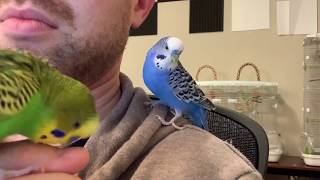 Incredible talking parakeet talks nonstop and drops the beat captioned [upl. by Corinne]