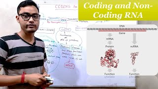 Coding and Non Coding RNAs Overview [upl. by Dottie]