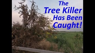 Tree Killer Update  2445 [upl. by Kidd631]