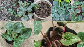 How to Grow Cyclamen Flowers from Seeds  Episode 1 [upl. by Jeanna]