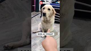 Jenny❤️Man Ja Baat To🦮😥 funnycutedoglabradortrendingshortsfeedytshortviralshortviewslike [upl. by Ahseuqal]