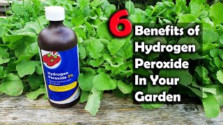 6 Benefits Of Hydrogen Peroxide On Plants And In Your Garden [upl. by Enrobialc653]