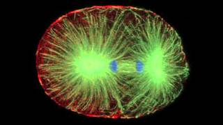 Confocal Microscope [upl. by Asiul700]