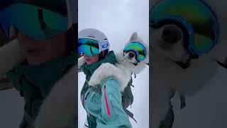 The FLUFFIEST dog to ever ski dogshorts samoyed puppy dogs puppies funnyvideos [upl. by Nede]