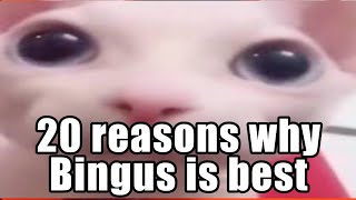 20 reasons on how Bingus is best [upl. by Sibelle]