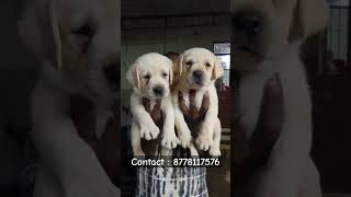 Labrador puppies  Tamil  more enquiries contact me  shorts shortsfeed labrador dog [upl. by Eniamrahc895]