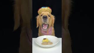 Goldens daily fun with today’s tasty treats Daily life of handsome dog ​​Kiki Cute pet debut plan [upl. by Wurster399]