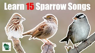 Learn 15 Common Sparrow Songs Eastern North America [upl. by Oric]