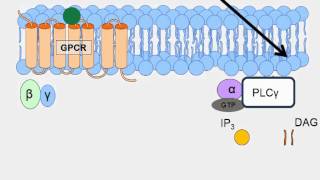 Animation of GProtein Receptor Signaling [upl. by Branen]