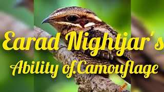 Earad Nightjars Camouflage seamlessly with its sandy and rocky [upl. by Bethel]