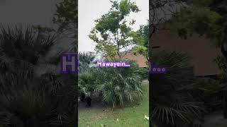 Le jaye jane kaha Hawayein Hawayein bollywood music song love arijitsingh [upl. by Marcellus]