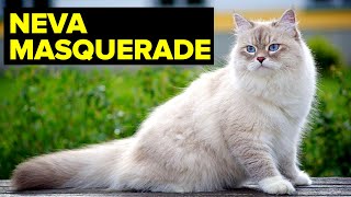 Neva Masquerade Cat Breed amp Personality  Planet Of The Cats [upl. by Ojimmas]