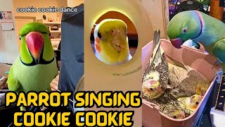 Parrot Singning Cookie Cookie Song  Talking Parrots  Funny Pets voices [upl. by Ahsienor]