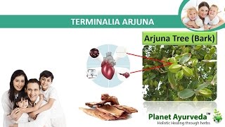 Terminalia Arjuna For Heart Problems  Best Herbal Remedy [upl. by Bianca768]