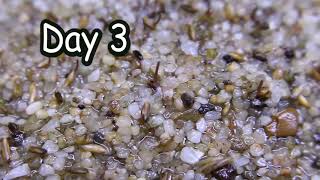 How to plant carpeting seeds in your aquarium [upl. by Given386]