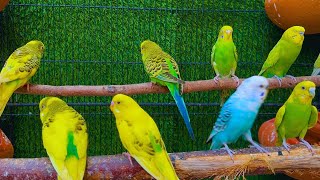 Cute Budgies Chirping 2 Hours of Relaxing Parakeet Sounds to Reduce StressSinging a Birds [upl. by Ylloj449]