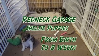 Sheltie Puppies From Birth to 8 Weeks  The Journey  Shetland Sheepdog [upl. by Leahcimluap]