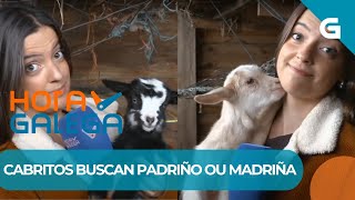 🐐 ESTES CABRITOS DE BAROÑA BUSCAN PADRIÑOS E MADRIÑAS [upl. by Gemma919]