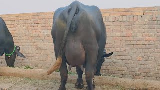 Pure nili buffalo in punjab pakistan on youtube 03060042917 October 27 2024 [upl. by Odlavu276]