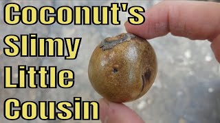 Coyol Palm Review Acrocomia aculeata  Weird Fruit Explorer Ep 293 [upl. by Aixela]