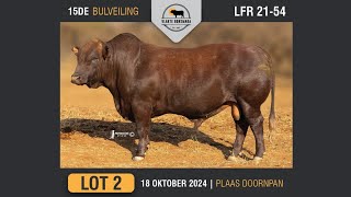 Lot 2  Vlakte Bonsmara Bulveiling  18 Okt 2024 [upl. by Elyrpa802]