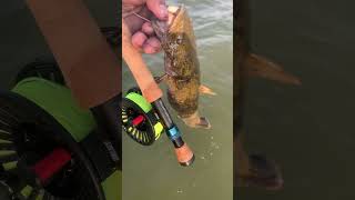 Flattie On The Fly  flyfishing catfishing [upl. by Barlow]