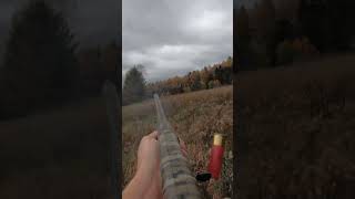 PA Pheasant Hunting Flushing a big rooster pheasanthunting rooster weatherby birdhunting [upl. by Swithbert273]