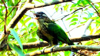 Wild lineated barbet call Asian barbet call Psilopogon lineatus [upl. by Cheng]