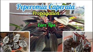 PEPEROMIA CAPERATE CAREPeperomia Propagation Soil Mix and Care Tips🌱🌱peperomia​⁠Sarulimbu123 [upl. by Benenson]