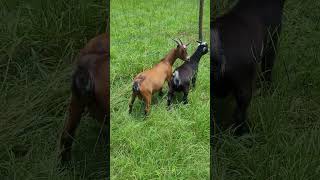 Meet our new Nigerian Dwarf goats newly added to the farm country goats farm homestead [upl. by Hamlet]