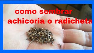 🌿COMO CULTIVAR ACHICORIA  RADICHETA 🌿 vegetales para la salud [upl. by Tanitansy]