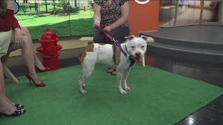 Clear the Shelters Meet Cookie from the Wayne County Animal Shelter [upl. by Cusick]