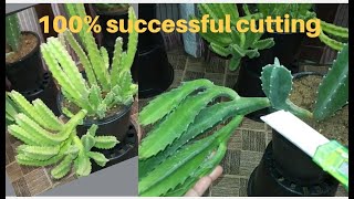 succulent issues with Stapelia Gigantea 100 propagation [upl. by Jori]