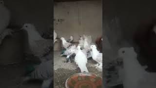 Fansi kabotr or barding kabotr birds abdekhkhudakiakartahai beautiful animals [upl. by Iorgos818]