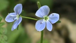 MyNature Apps Identifying Birdseye Speedwell Veronica persica [upl. by Eessej]