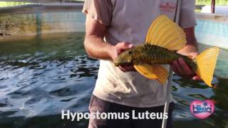 Hypostomus Luteus wild caught from South America [upl. by Groark538]