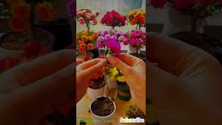 Edit my flowers shortvideo garden howtogrowportulaca diy nature October 13 2024 [upl. by Niwdla]