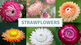 How To Sow Strawflowers [upl. by Yrrak26]