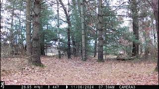 South Woods  Non Typical Buck [upl. by Neel]