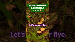 🍄 Foraging in Dartmoor 5 Edible Foods in October 🧄shorts dartmoor foraging survival outdrex [upl. by Noiramed]