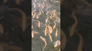 1000’s of Albino arowanas arowana aquariumfish aquarium [upl. by Anyr]