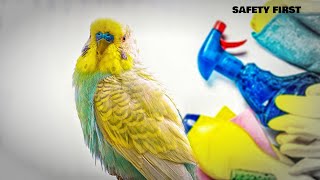 Budgie Care Tips for Cleaning and Safety [upl. by Adiene]