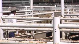 Curt Pate Low Stress Cattle Handling  Part 4 [upl. by Camilia]