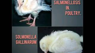 Salmonellosis Salmonella Gallinarum Treatment and prevention of Salmonella in poultry [upl. by Lela]