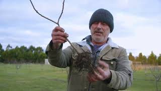 Planting a Sumac Tree [upl. by Adolphe]