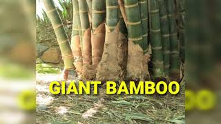 Moso bamboo in india GIANT BAMBOO विशाल बाँस dendracalamus giganteus [upl. by Tedmund]