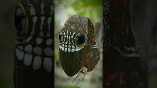 Rare Pink Underwing Moth Caterpillar [upl. by Yaeger]