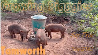 EP 62  Tamworth Pigs are GROWING  High Quality Pork  Sunrise Farms Feed [upl. by Elleiad]