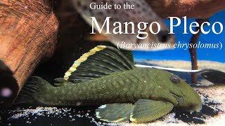 Guide to the MangoMagnum Pleco Baryancistrus chrysolomus L047 [upl. by Ettennad789]