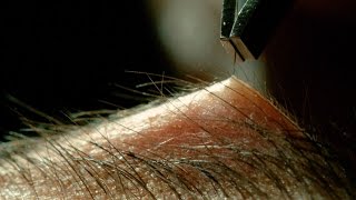 Tweezing Eyebrows In Slow Motion  Ultra Slow Motion 4K  Perfect Eyebrows [upl. by Hadnama]